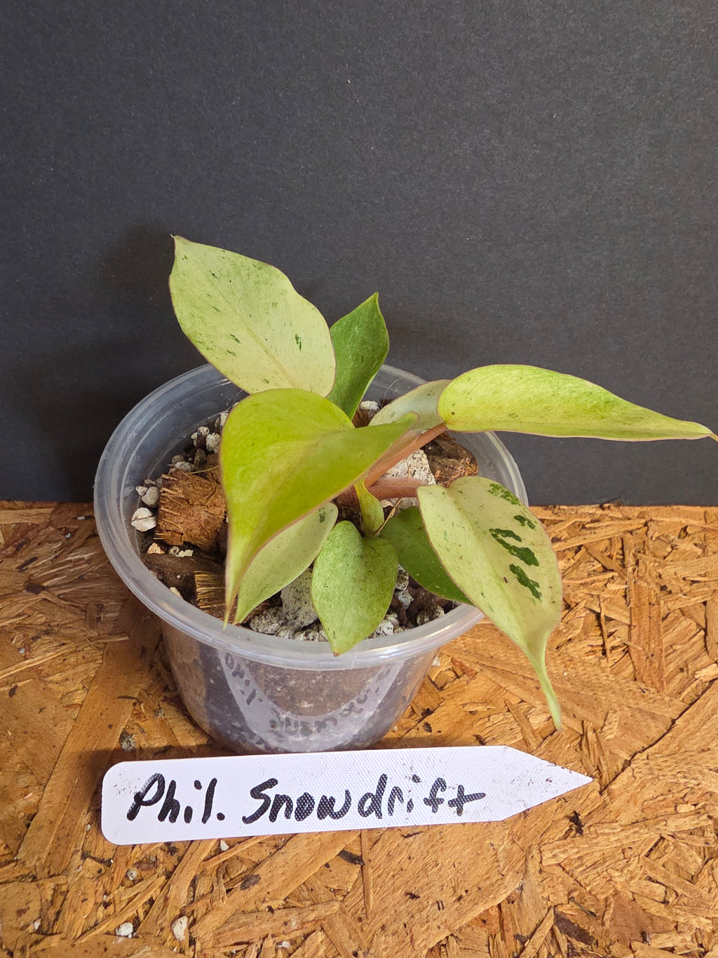 Philodendron Snowdrift
