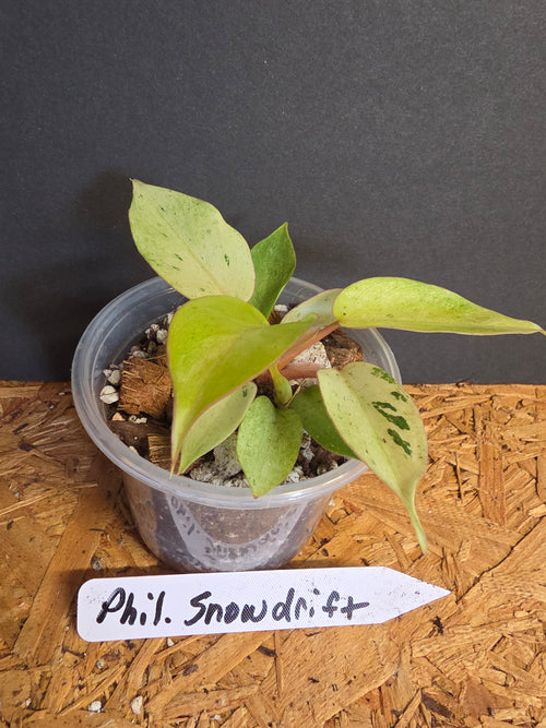 Philodendron Snowdrift