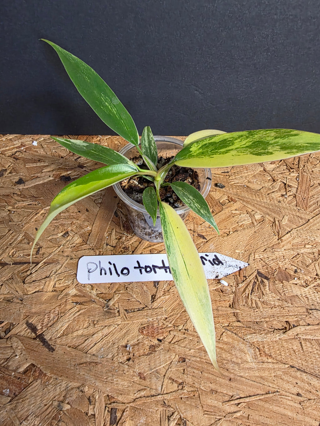 Philodendron Tortum Hybrid Variegated