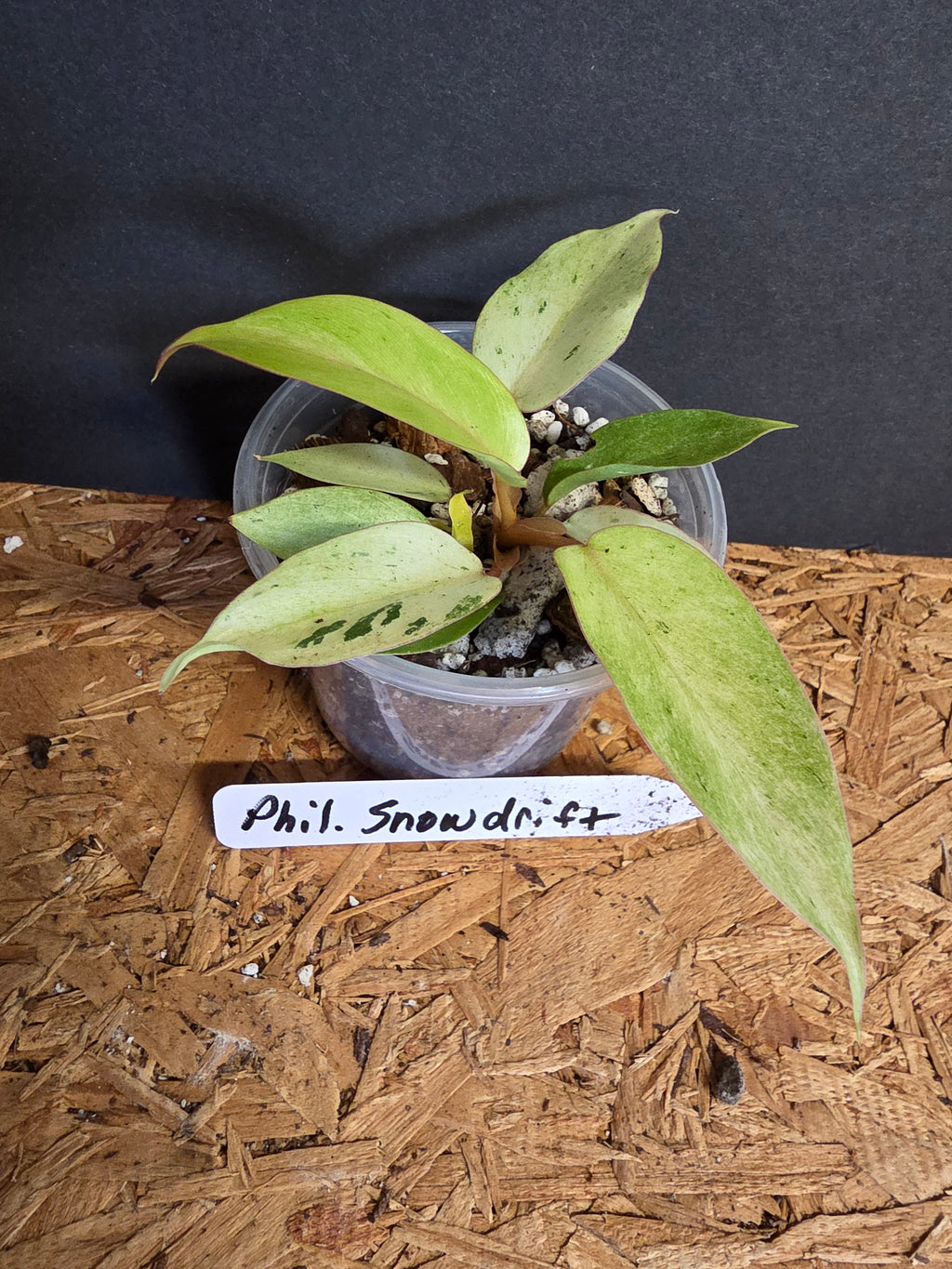 Philodendron Snowdrift
