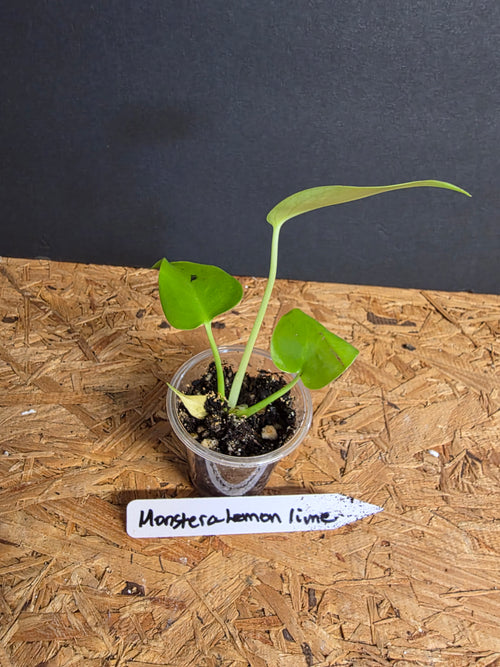 Monstera Lemon Lime
