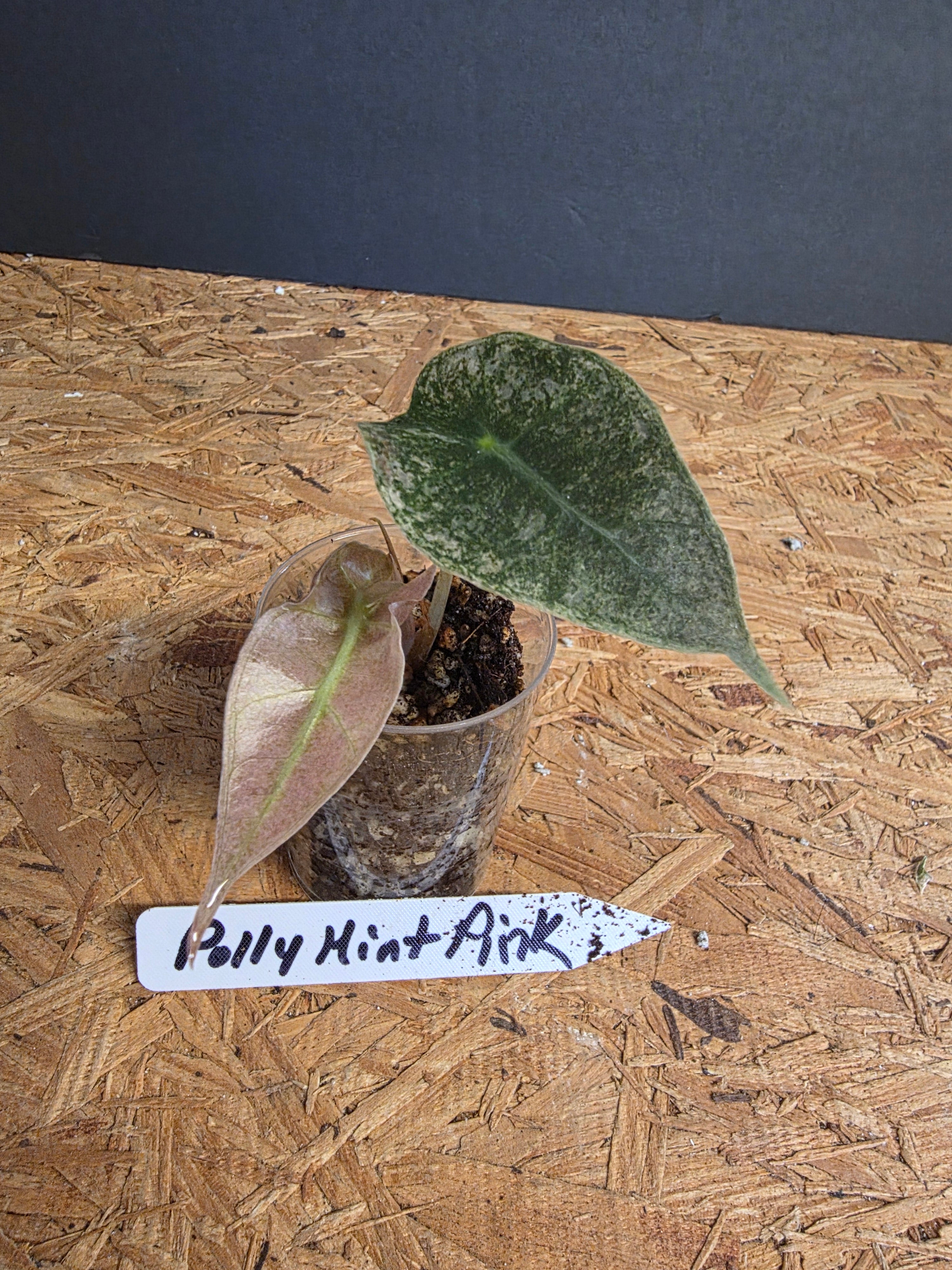 Alascasia Polly Pink Mint