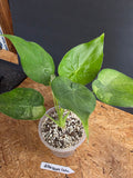 Albo Mint Cuculata