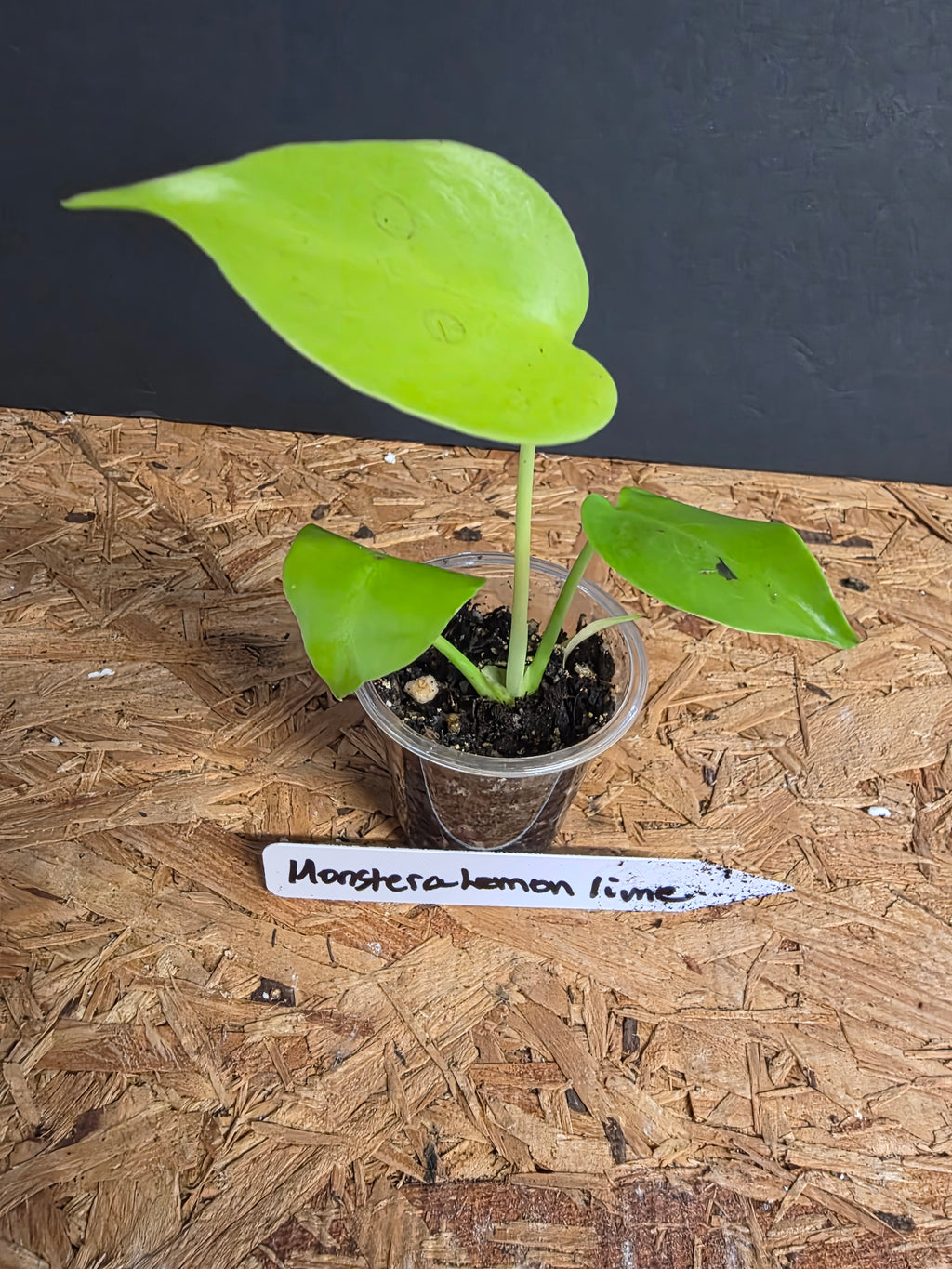 Monstera Lemon Lime