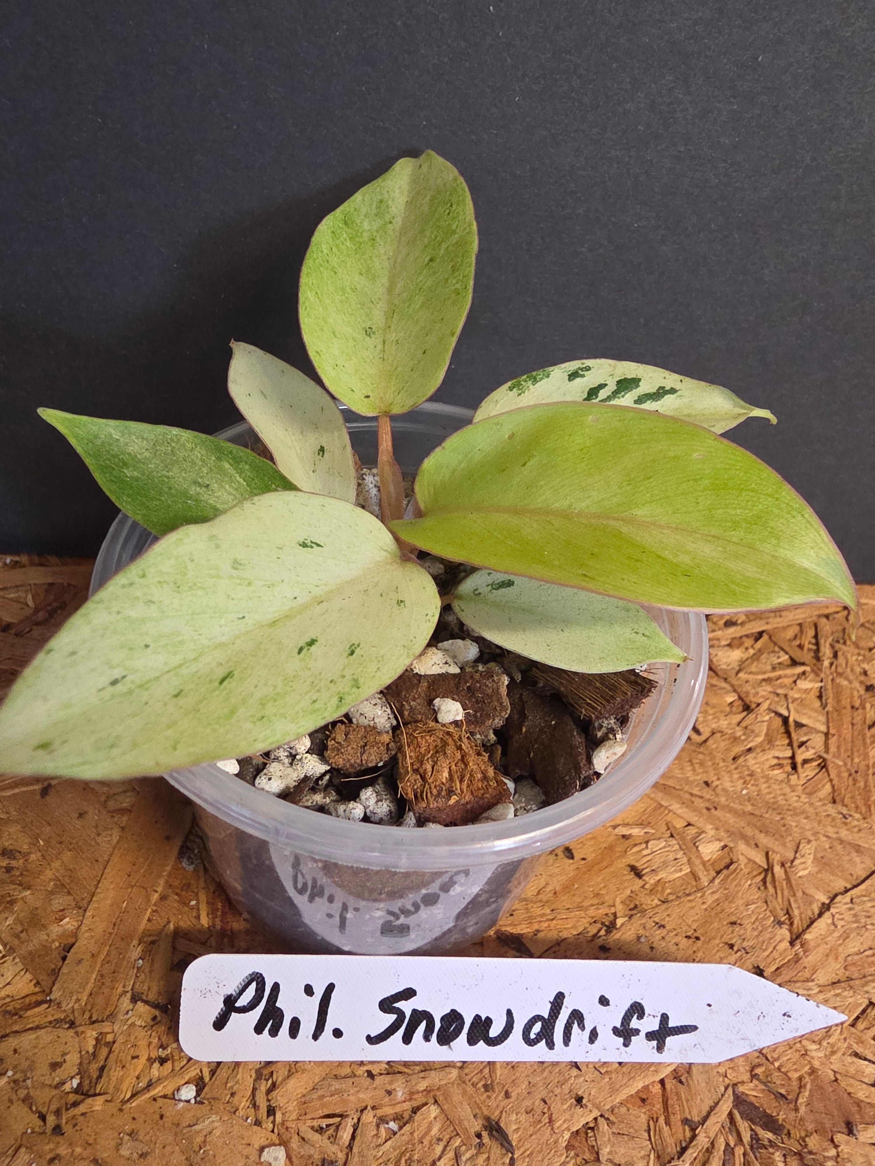 Philodendron Snowdrift