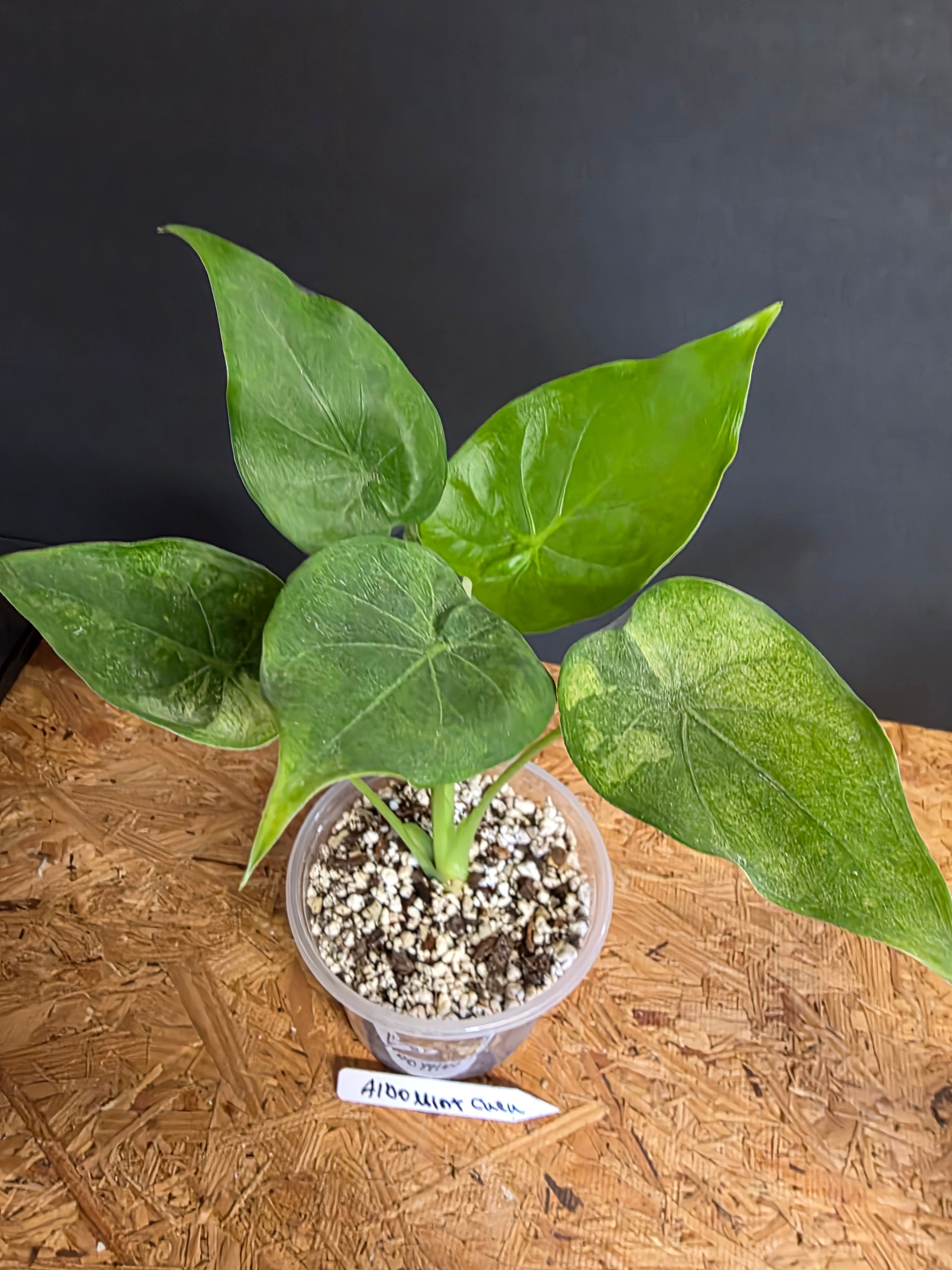 Albo Mint Cuculata