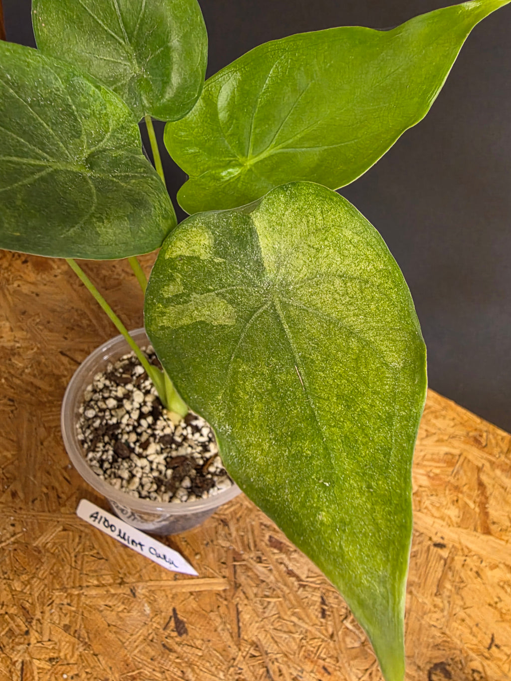 Albo Mint Cuculata