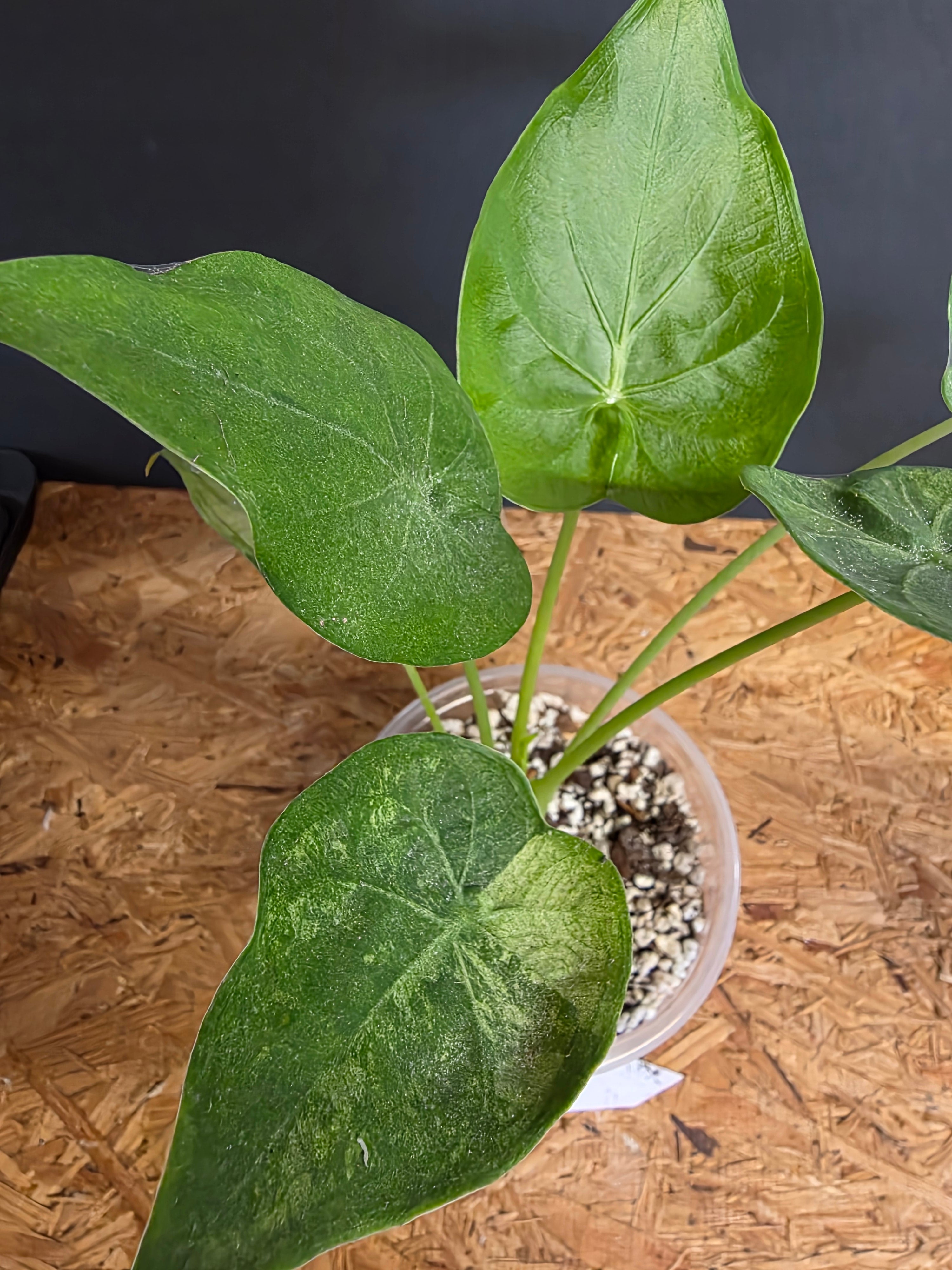 Albo Mint Cuculata