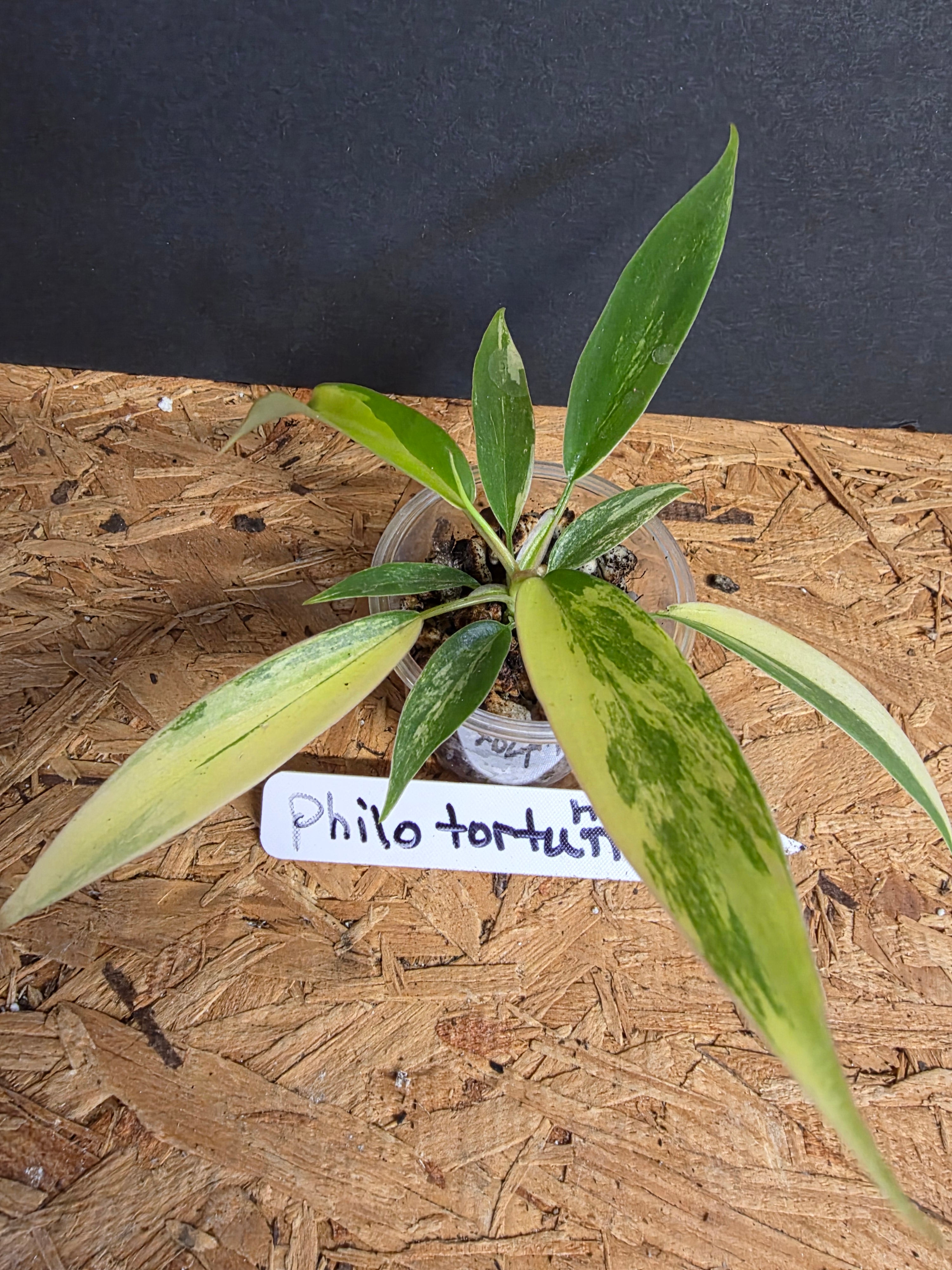 Philodendron Tortum Hybrid Variegated