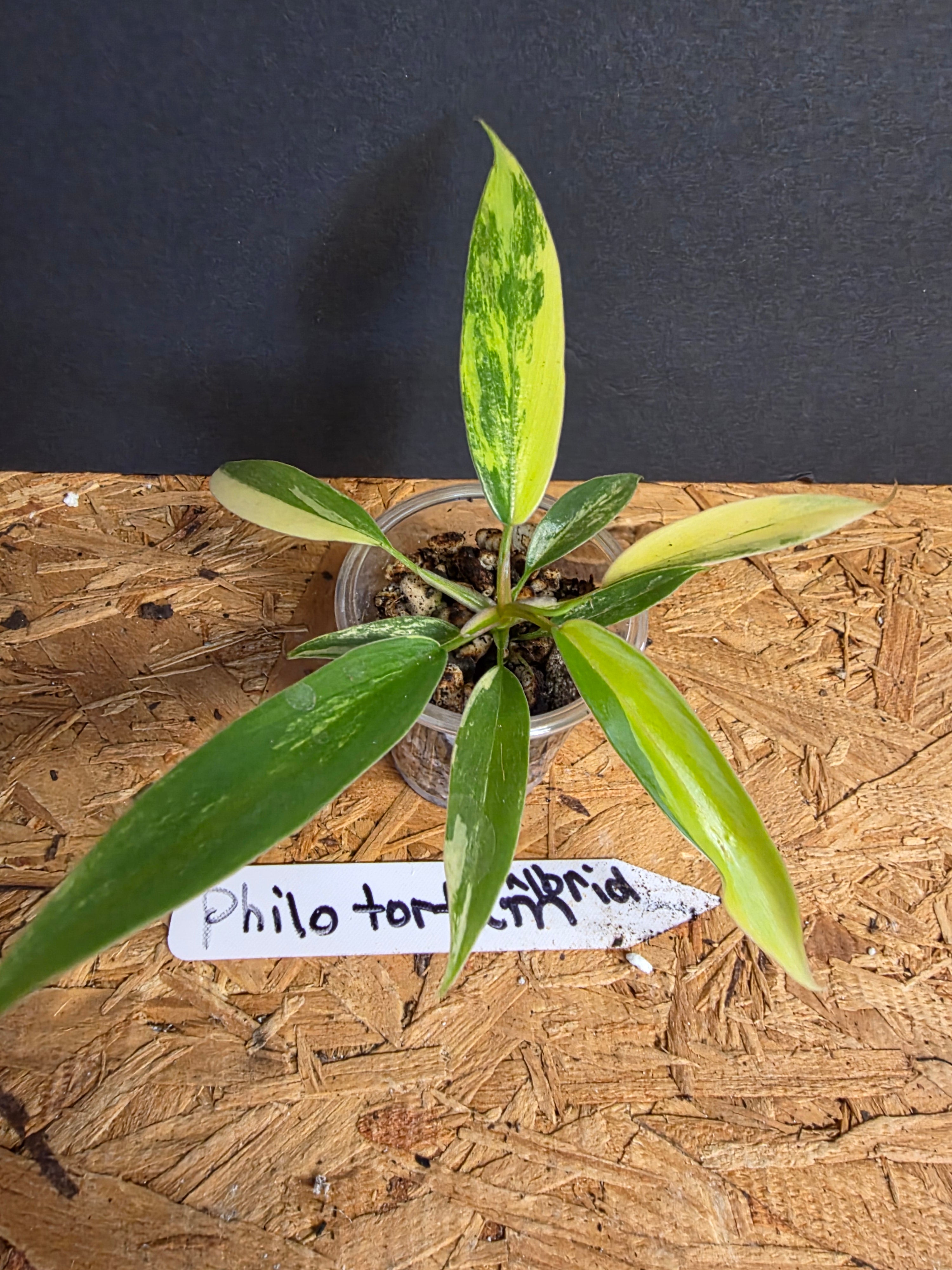 Philodendron Tortum Hybrid Variegated