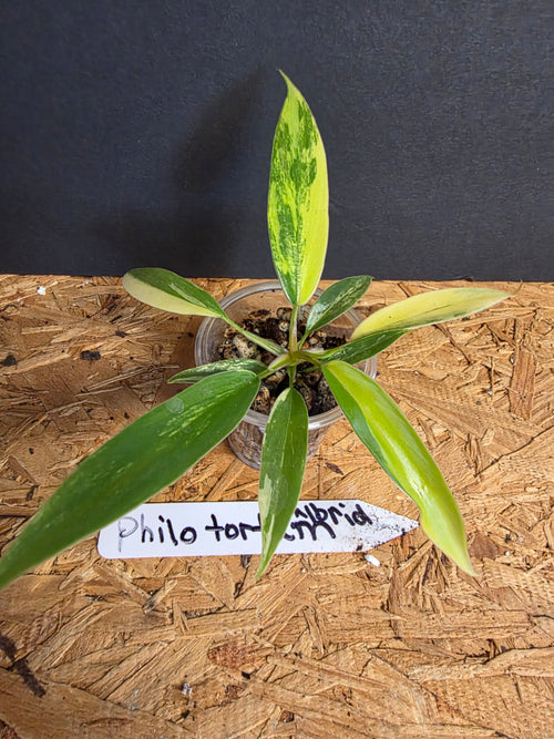 Philodendron Tortum Hybrid Variegated