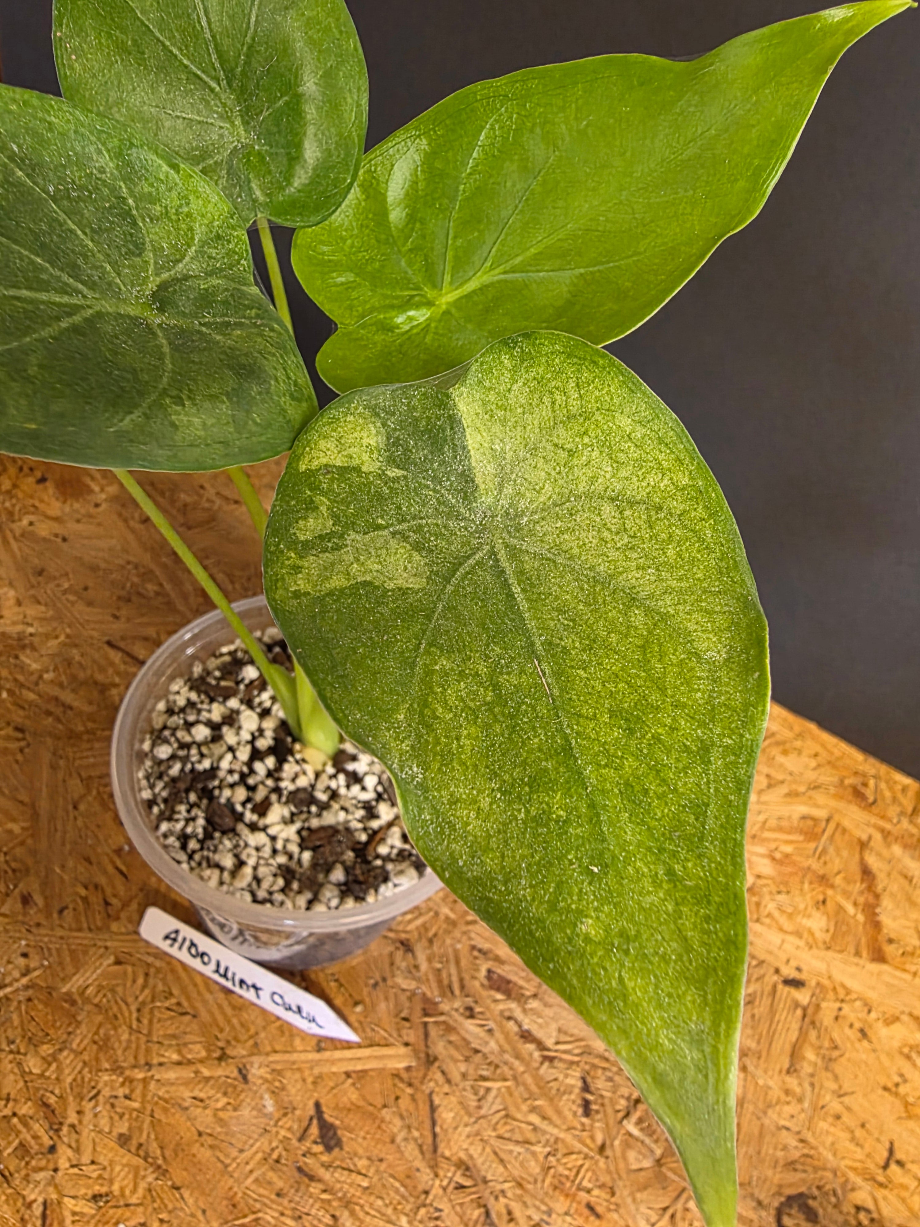 Albo Mint Cuculata