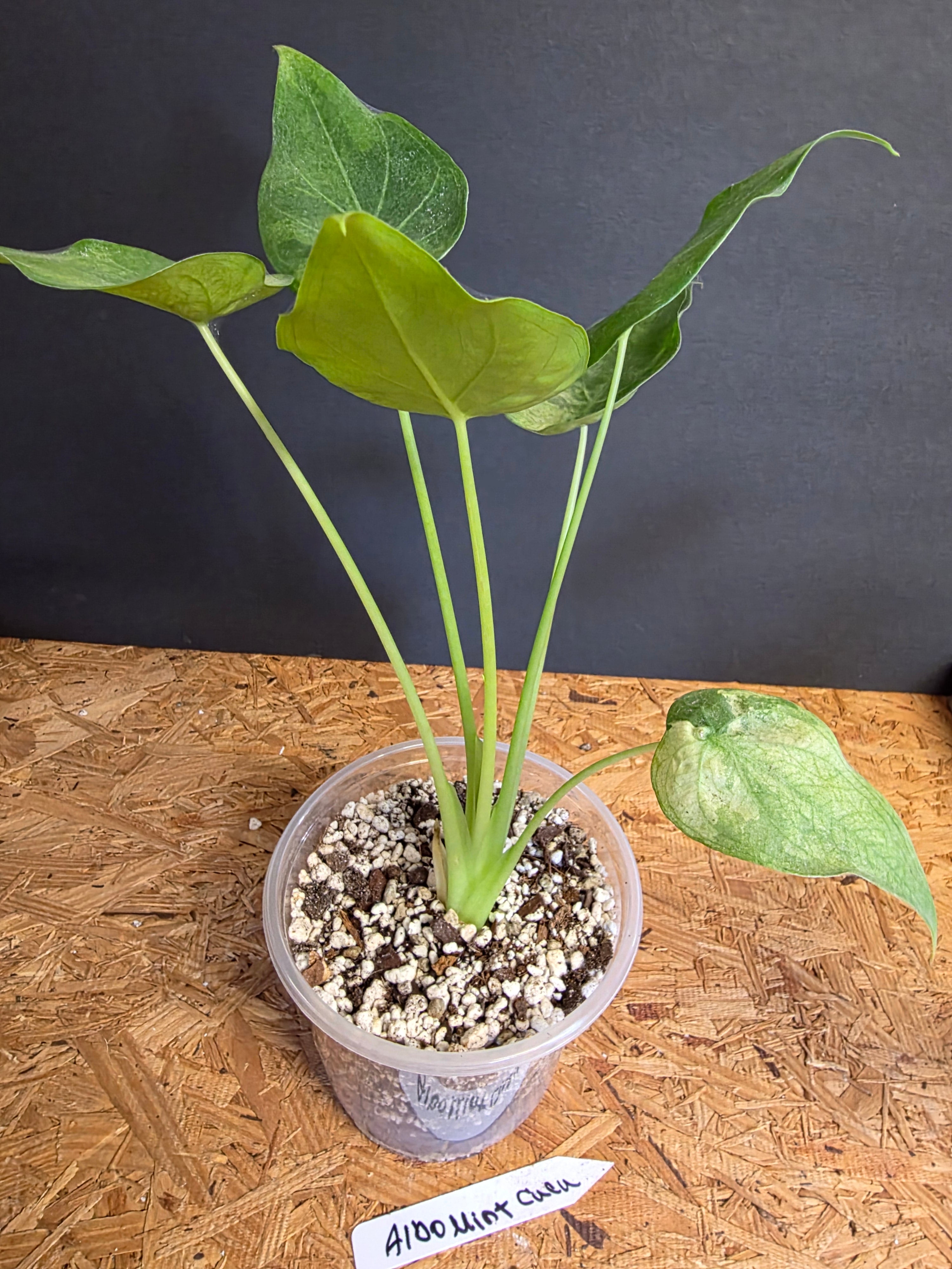 Albo Mint Cuculata