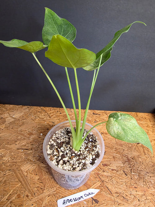 Albo Mint Cuculata